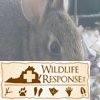 Easten Cottontail1